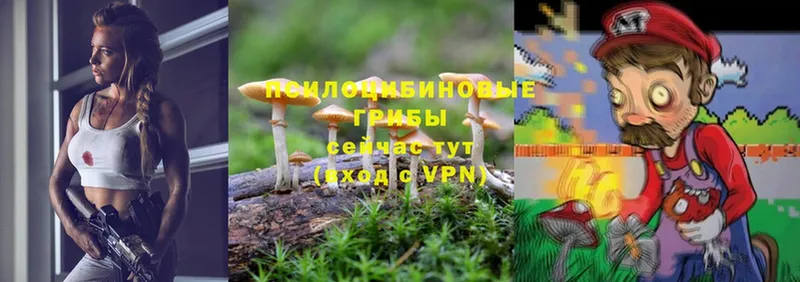 сколько стоит  мориарти формула  Псилоцибиновые грибы Psilocybine cubensis  Ивдель 